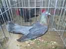 DSCN0785