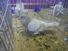 DSCN0787