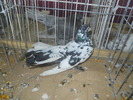 DSCN0793