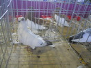 DSCN0799