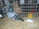 DSCN0968