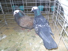 DSCN0977