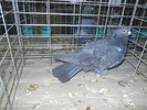 DSCN0979