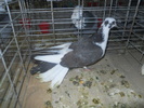 DSCN0981