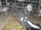 DSCN0984