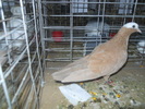 DSCN0987