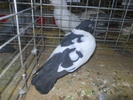 DSCN0989