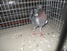 DSCN1004