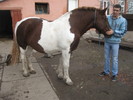 Sannicolau Mare noiembrie 2010