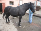 Sannicolau Mare noiembrie 2010