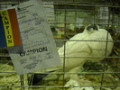 campion gusat