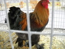 brahma campionul
