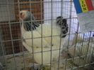susex canpioana