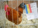campionul santnicolau mare