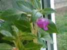 Imag003
