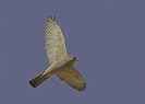 uliu-cu-picioare-scurte-accipiter-brevipes