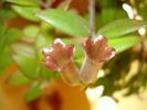 AESCHINANTHUS