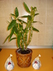 DENDROBIUM,DIN NOU CU BOBOCI