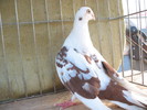 femela (1)