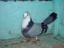 DSC01696