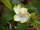 gardenia