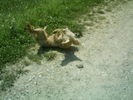 iulie 2009 146