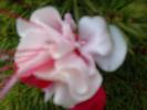 Fuchsie