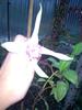Fuchsie