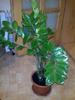 ZARNIOCULCAS