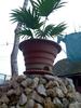 chamaerops  humilis