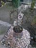 jasminum  nudiflorum