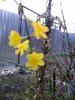 jasminum  nudiflorum