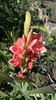 gladiola