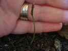Prima planta de thuja occidentalis