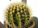 Echinocactus