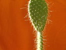 Opuntia