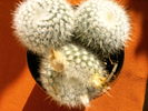 Notocactus scopa