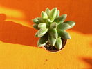 Pachyphitum compactum