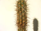 Oreocereus