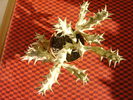 Caralluma