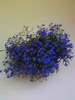 Lobelia