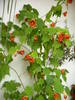 Abutilon