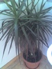 Dracaena