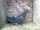 negru