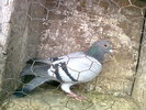 pierduta