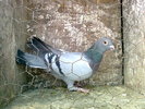 vanata