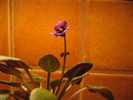 IMG_0496