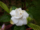 gardenia