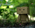 DANBO