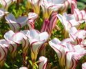 Oxalis_versicolor 3a